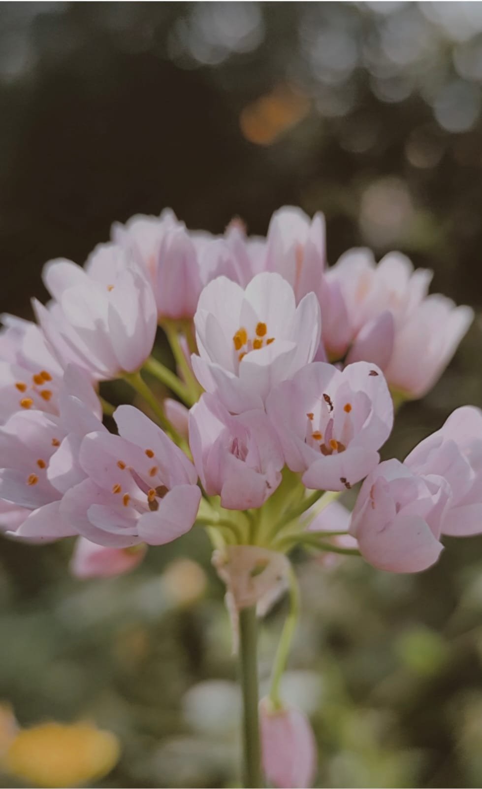 Las almas vivas de la Naturaleza